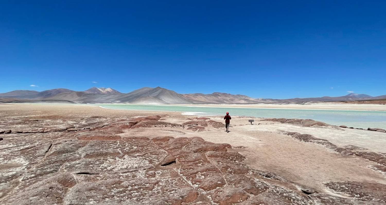 Flamants roses se nourrissant dans la Laguna Colorada